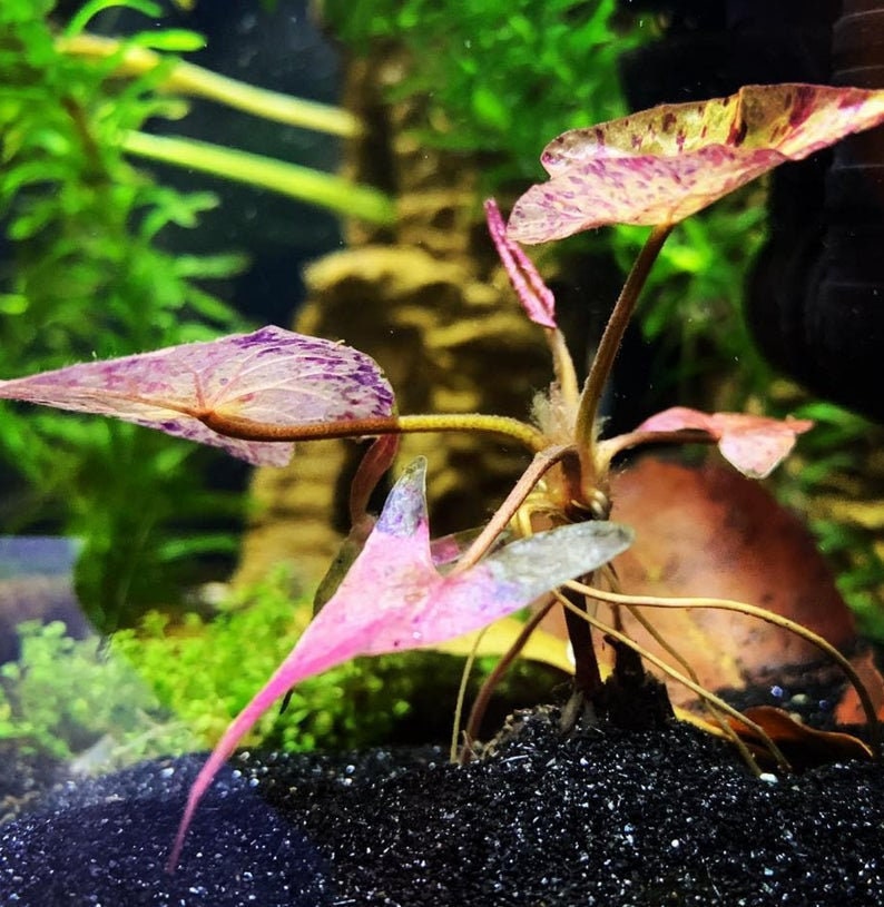 Dwarf Aquarium Lily Nymphaea Stellata Bulb Live Aquarium Etsy