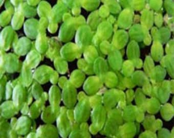 200+ Live Duckweed plants (lemna minor)
