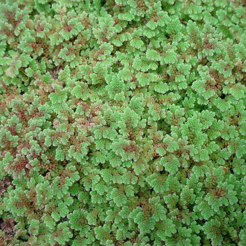 Live Fairy Moss Azolla Floaters Aquarium Freshwater Floating | Etsy