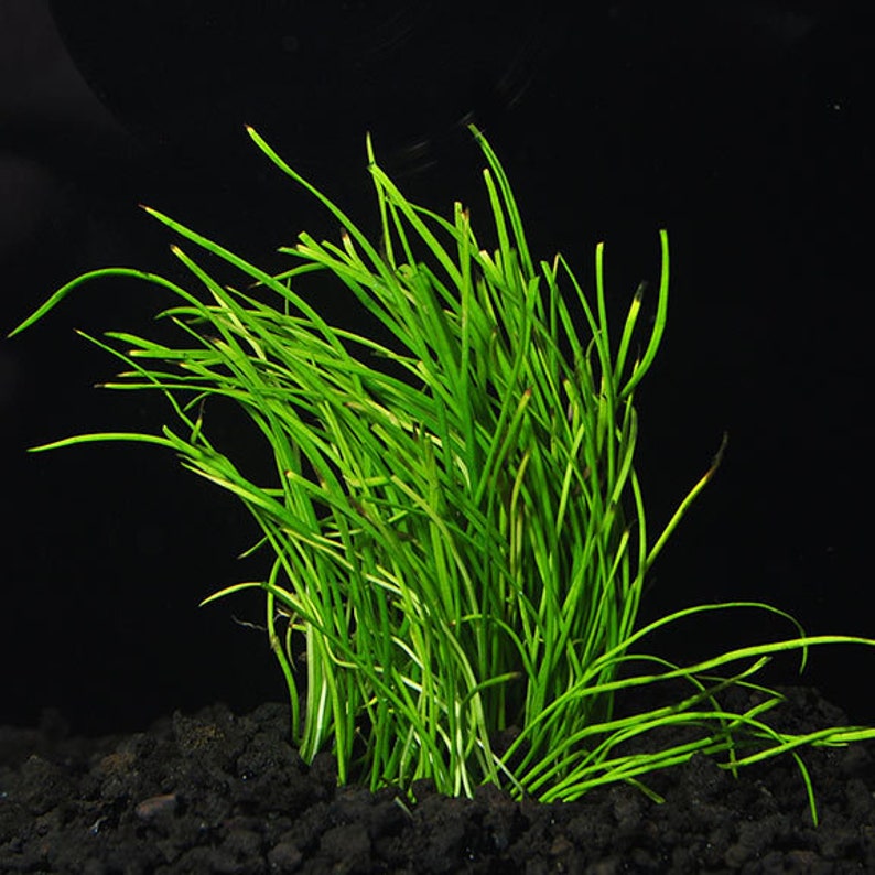 Micro Sword Lilaeopsis Novaezelandiae Bunch Live Aquarium Etsy