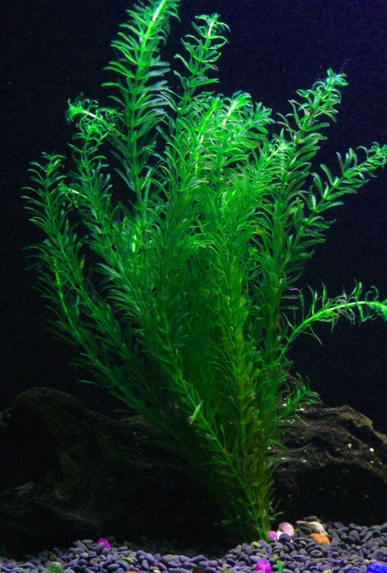 Anacharis Egeria Densa/Elodea Densa Aquatic Live Aquarium