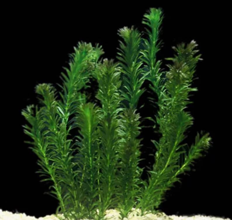 Anacharis Egeria Densa/Elodea Densa Aquatic Live Aquarium