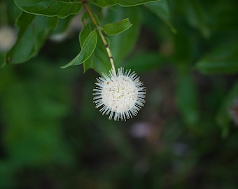 Flower 16x20 Mounted Photograph
