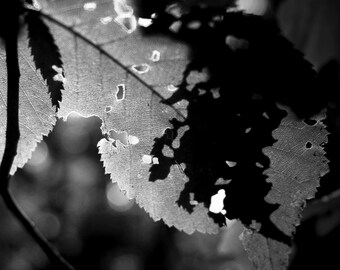 Leaf Shadow 16x20 Mounted Print