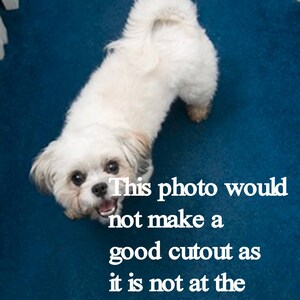 May include: A white dog with a fluffy tail is looking up at the camera. The dog is on a blue carpet. The text "This photo would not make a good cutout as it is not at the dog's level." is written in white text on the blue carpet.