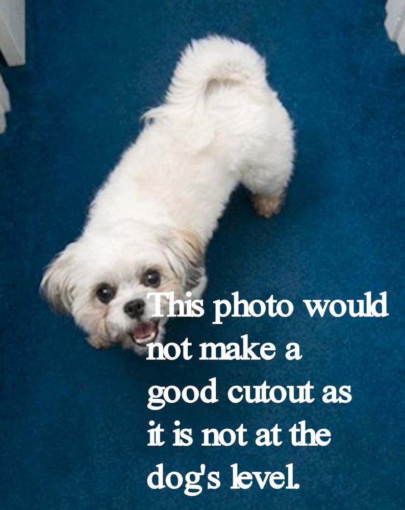 May include: A white dog with a fluffy tail is looking up at the camera. The dog is on a blue carpet. The text "This photo would not make a good cutout as it is not at the dog's level." is written in white text on the blue carpet.