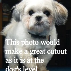 May include: A white Shih Tzu dog with brown eyes and a black collar is looking directly at the camera. The dog is standing on a blue carpet. The text "This photo would make a great cutout as it is at the dog's level." is written in white text on a black background.