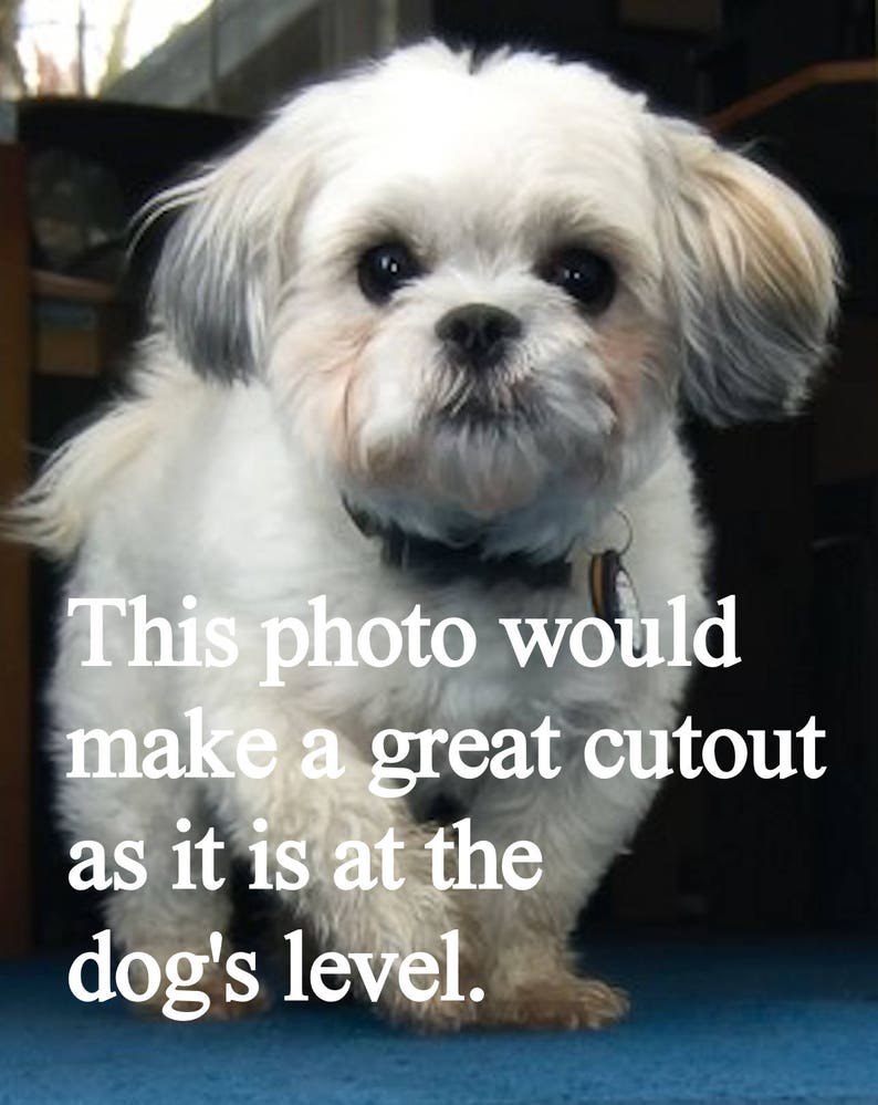 May include: A white Shih Tzu dog with brown eyes and a black collar is looking directly at the camera. The dog is standing on a blue carpet. The text "This photo would make a great cutout as it is at the dog's level." is written in white text on a black background.