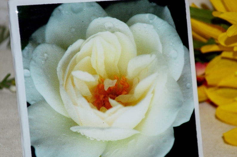 White Rose by Victoria Art Tile CT0102 Handmade Ceramic Coasters Set of 4