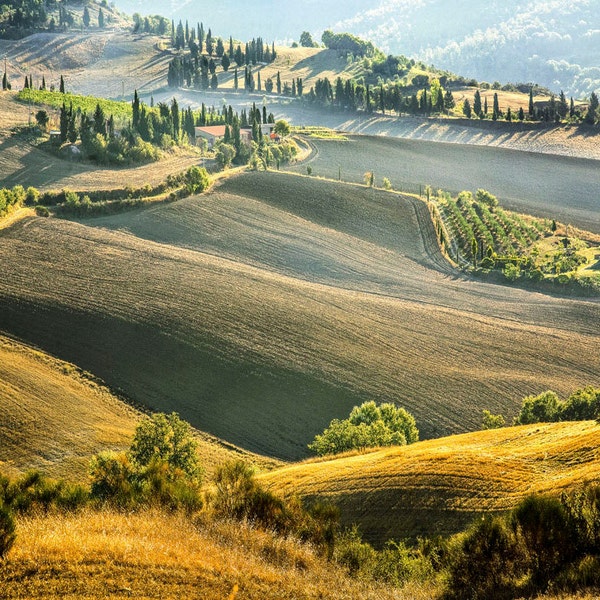 Tuscany Landscape Photo, Pienza Walk,  Cypress Trees, Rolling Hills, Winding Road, Tuscan Wall Decor, Fine Art Photo, Early Light