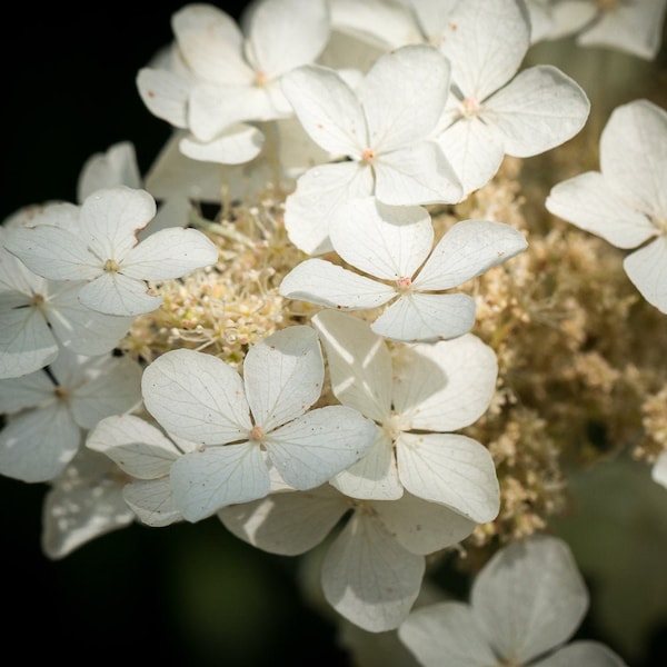 Black and White Flower Photography | Macro Photography | Abstract Flower | Floral Decor | White Flower Wall Art