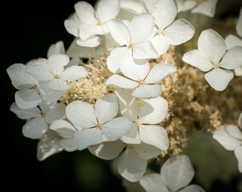 Black and White Flower Photography | Macro Photography | Abstract Flower | Floral Decor | White Flower Wall Art