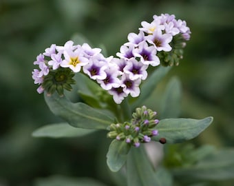 Flower Photography Print | Botanical Photo | Macro Flower Art Print | Macro Photography | Heliotrope Print | Abstract Flower