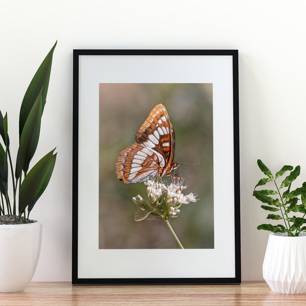Butterfly Photography Print | Botanical Photo | Macro Photography | Modern Photo Print | Bug Print | Wildlife Photography