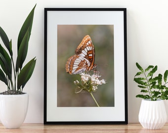 Butterfly Photography Print | Botanical Photo | Macro Photography | Modern Photo Print | Bug Print | Wildlife Photography