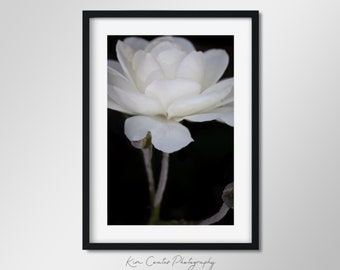 Black and White Rose Photography Print | Macro Photography | Abstract Nature | Botanical Photo | Macro Flower | Modern Photo Print
