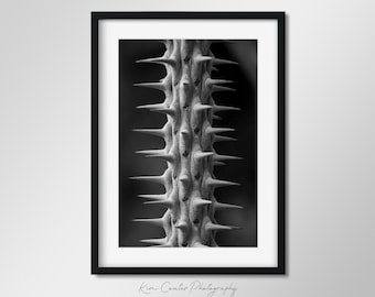 Abstract Black and White Cactus Print | Macro Photography | Large Cactus Print | Southwest Decor | Plant Print | Leaf Photography