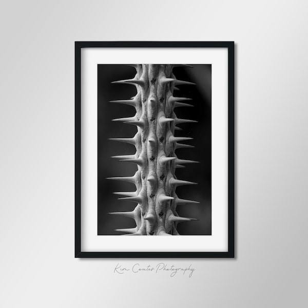 Abstract Black and White Cactus Print | Macro Photography | Large Cactus Print | Southwest Decor | Plant Print | Leaf Photography