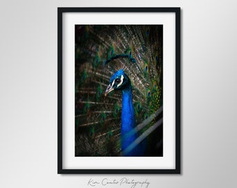 Wildlife Photography Print | Peacock Decor | Exotic Bird Photography | Peacock Feathers | Peacock Wall Art | Woodland Creature | Bird Poster