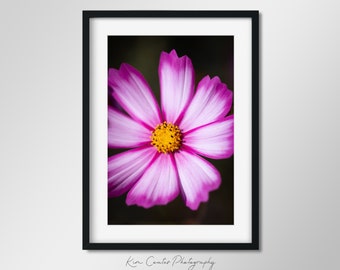 Różowy Kwiat Wydruk | Makro Fotografia | Abstrakcyjna Fotografia Kwiatowa | Różowe Płatki Kwiatów | Zdjęcie Botaniczne | Różowa Sztuka Stokrotek
