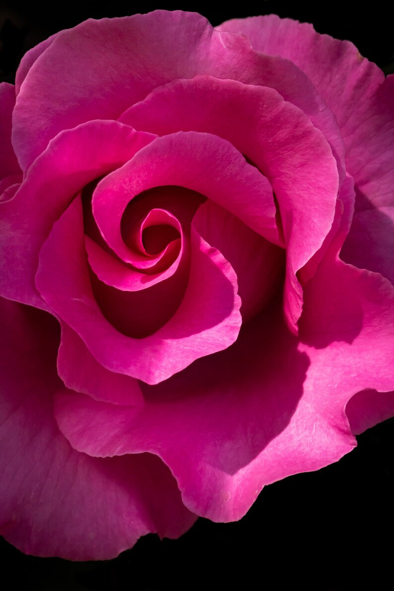 Pink Rose Print | Wildflower Print | Macro Photography | Flower ...
