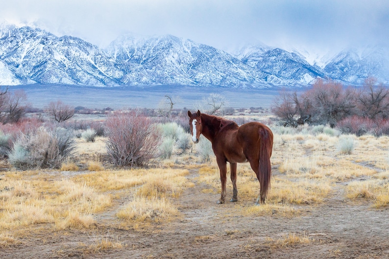 Wild Horse Photography Print Sierra Nevada Mountain Range Landscape