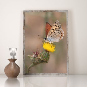 May include: A copper butterfly with brown and white wings perched on a yellow flower with green leaves. The butterfly has orange and black markings on its wings.