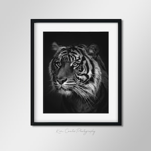 Black and White Wildlife Photography Print | Endangered Tiger | Animal Portrait | Safari Animal Print | Animal Photography