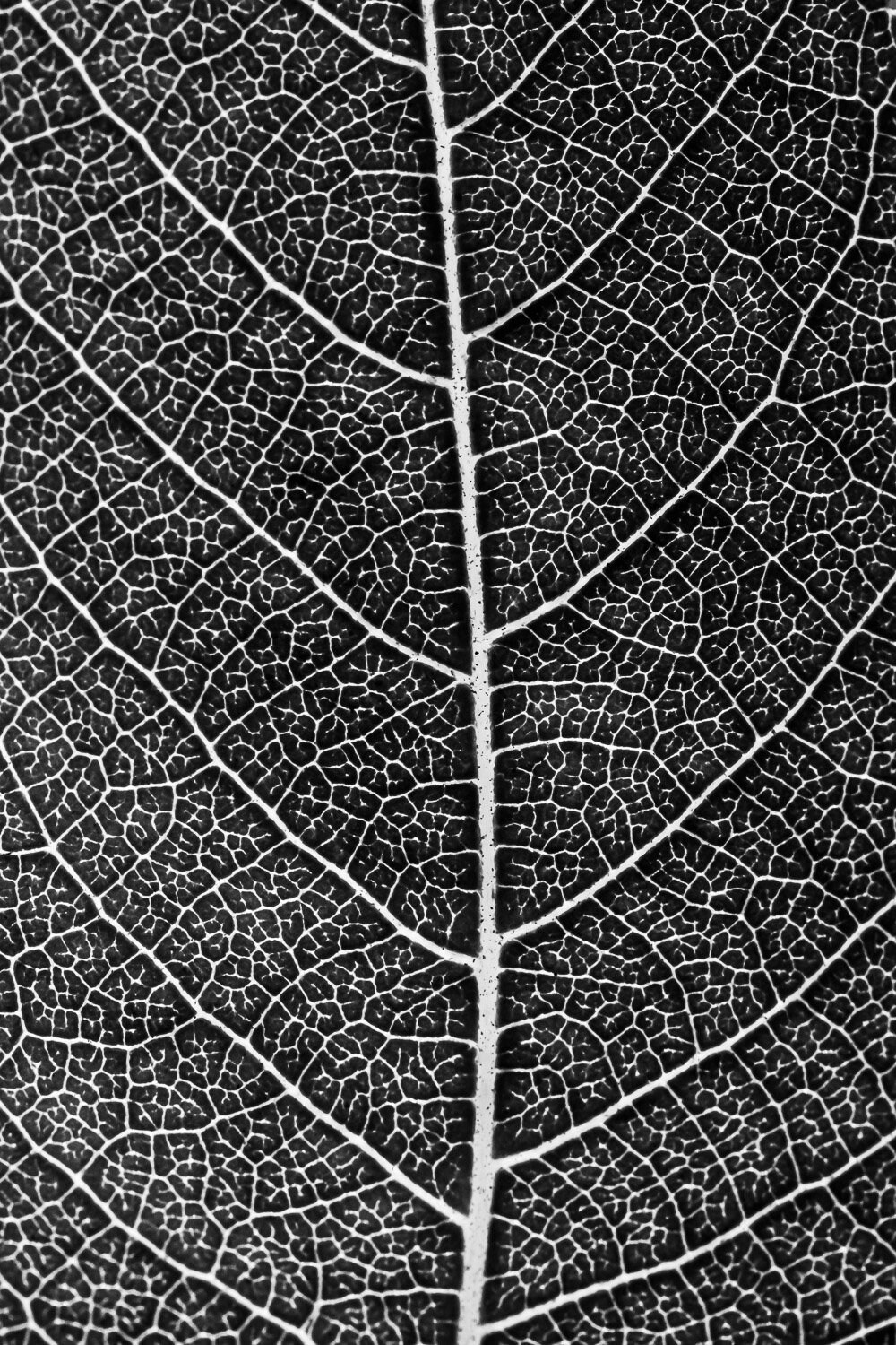 Impresión de fotografía de hojas en blanco y negro / Fotografía macro