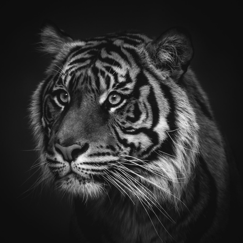 Black and White Wildlife Photography Print Endangered Tiger Animal
