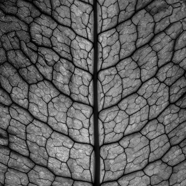 Black and White Photography Print | Macro Leaf Photography | Modern Leaf Abstract | Up Close Leaf Veins | Abstract Nature | Sacred Geometry