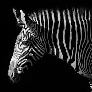 Black and White Zebra Print | Wildlife Photography | Black and White Animal Portrait | Abstract Animal Wall Art | Safari Animal Print