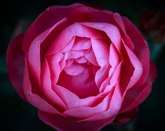 Pink Rose Photography Print | Botanical Photo | Macro Flower Art Print | Macro Photography | Modern Photo Print | Abstract Flower Print