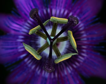 Flower Photography Print | Macro Photography | Purple Wildflower Print | Passion Flower Print