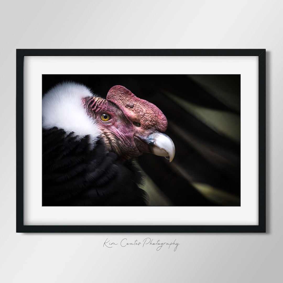 Wildlife Photography Print | Bird Photography | Andean Condor | Bird ...
