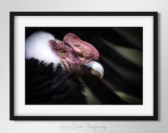 Wildlife Photography Print | Bird Photography | Andean Condor | Bird Artwork | Exotic Bird | Animal Portrait