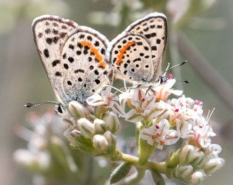 Butterfly Photography Print | Botanical Photo | Macro Flower Print | Macro Photography | Modern Photo Print | Wildlife Photography