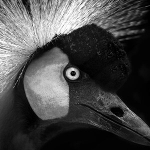 Black and White Bird Photography Print | Exotic Bird Print | Wildlife Photography | Abstract Animal Portrait | Safari Animal Wall Art