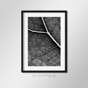 May include: Black and white photograph of a leaf's veins, showing a detailed close-up of the intricate network of veins.