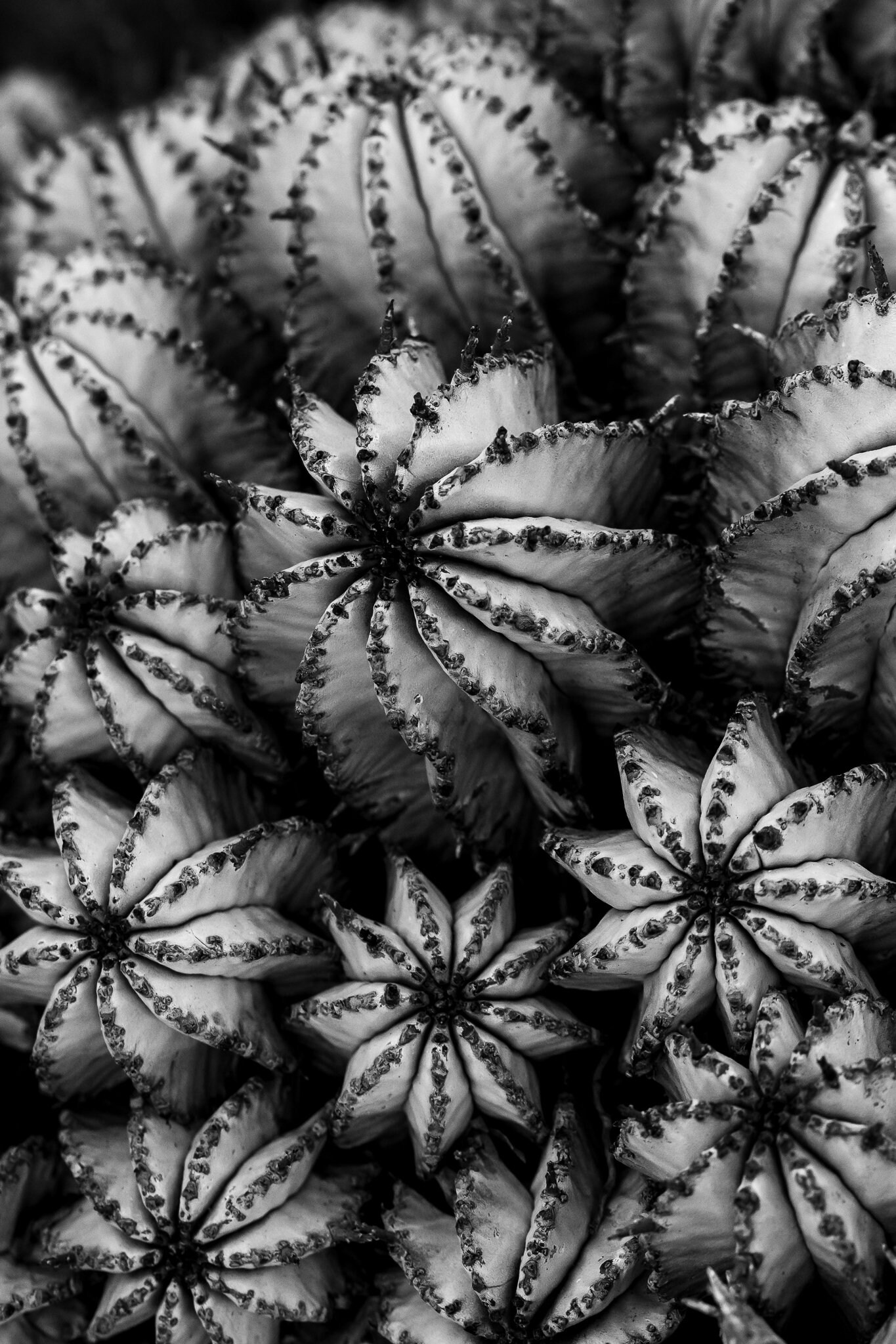 Black And White Cactus Photography Print Modern Leaf Abstract Macro black-and-white-cactus-photography-print-modern-leaf-abstract-macro