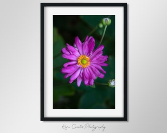 Purple Rose Photography Print | Macro Photography | Abstract Flower Print| Purple Flower Art Print | Botanical Wall Art | Macro Flower