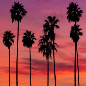 May include: Silhouettes of palm trees against a vibrant sunset sky. The sky transitions from deep purple to pink and orange, creating a dramatic backdrop for the trees.