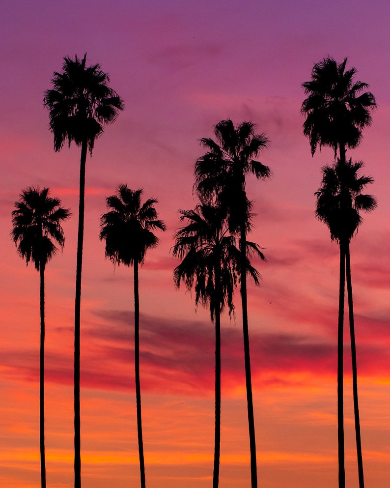 May include: Silhouettes of palm trees against a vibrant sunset sky. The sky transitions from deep purple to pink and orange, creating a dramatic backdrop for the trees.