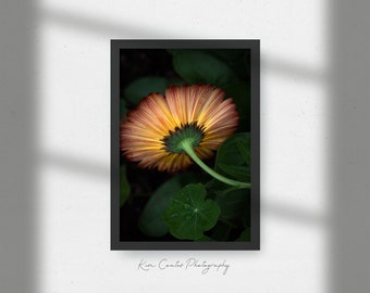 Abstract Flower Photography Print | Botanical Photo | Macro Flower Art Print | Macro Photography | Modern Photo Print | Orange Flower