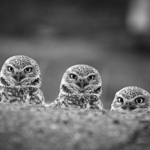 Black and White Wildlife Photography Print | Owl Print | Animal Wall Art | Bird Photography | Bird Artwork | Bird Lovers Gift | Cute Owls