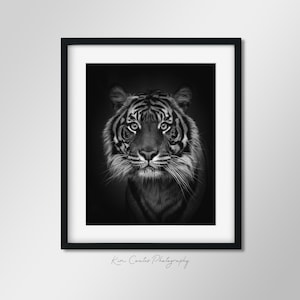 Black and White Tiger Print | Wildlife Photography | Endangered Animal Portrait | Safari Animal Print | Endangered Tiger | Tiger Photo