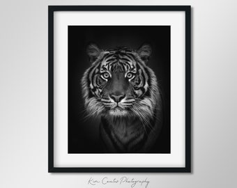 Black and White Tiger Print | Wildlife Photography | Endangered Animal Portrait | Safari Animal Print | Endangered Tiger | Tiger Photo
