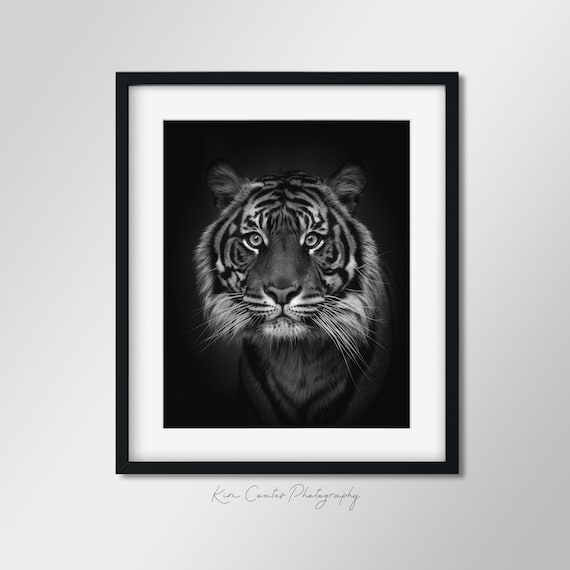 Black and White Tiger Print Sumatran Tiger Wildlife Etsy