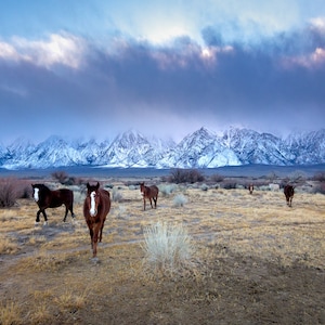 Horse Photography Print | Sierra Nevada Mountains | Wild Horses | National Park Print | Landscape Photography | Horse Photography