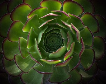 Succulent Photography Print | Abstract Cactus Photography | Macro Photography | Cactus Wall Art | Green Plant Photography